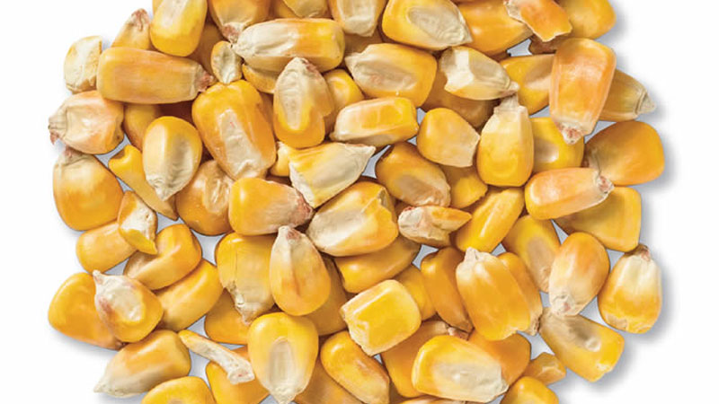 maize